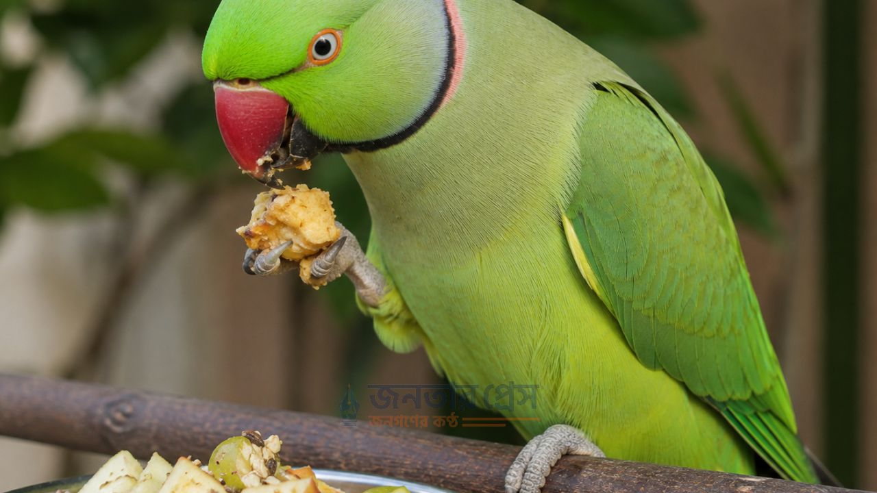 আমরা খাওয়ার উপকারিতা 