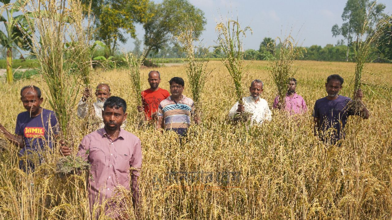 পূর্ববিরোধে আগাছানাশক ছিটিয়ে ৭ কৃষকের ধান নষ্টের অভিযোগ